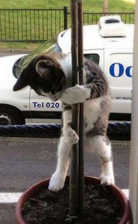 Pole Dancing Cat