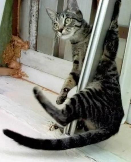 Pole Dancing Cat