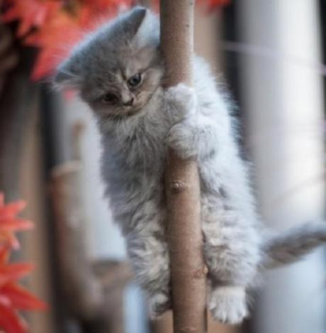 Pole Dancing Cat