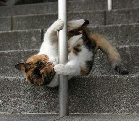 Pole Dancing Cat