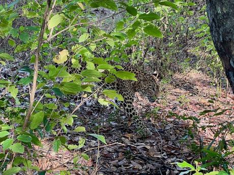 A leopard stealthily walking through the forest undergrowth, blending with the surrounding greenery.