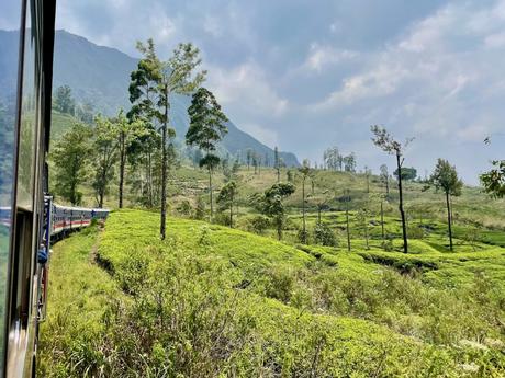 A train moving through a landscape of tea plantations and rolling hills, with green bushes in the foreground.