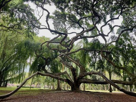 A sprawling tree in the Royal Botanic Gardens, Peradeniya, with long, twisting branches, covered in green leaves, creating a natural canopy in a park setting.