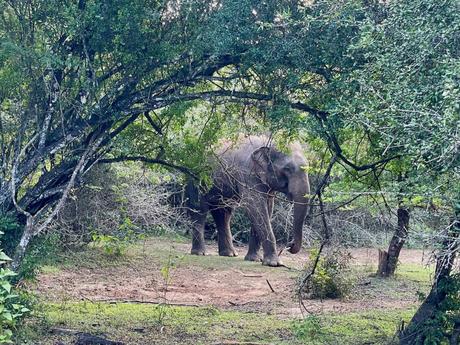 An elephant partially hidden behind trees in a lush green forest, surrounded by thick vegetation.