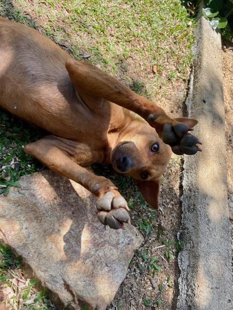 A brown puppy lying on its back with its paws raised, looking directly at the camera on a sunny day.