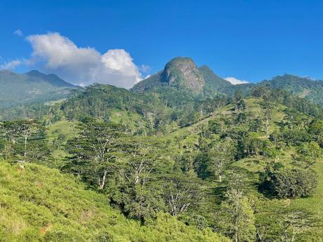 Rolling hills covered in green vegetation and tea plantations, with tall trees and the distant Knuckles mountains under a blue sky.