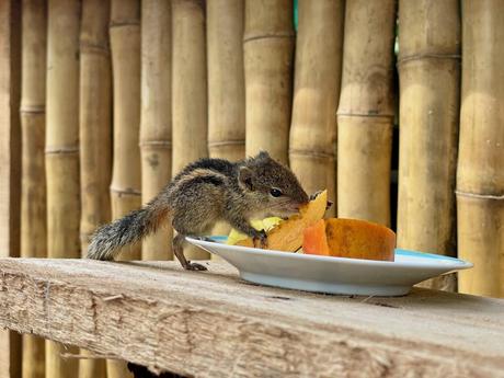 A small striped squirrel eating fruit from a plate, placed on a wooden table in front of a bamboo fence.