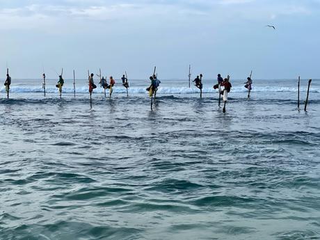 Several Sri Lankan stilt fishermen sitting on poles in a row, spaced evenly across the shallow water as they fish in the waves, silhouetted against the blue sea.