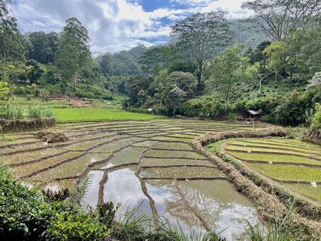 Terraced rice fields in a valley surrounded by green hills and trees under a partly cloudy sky.