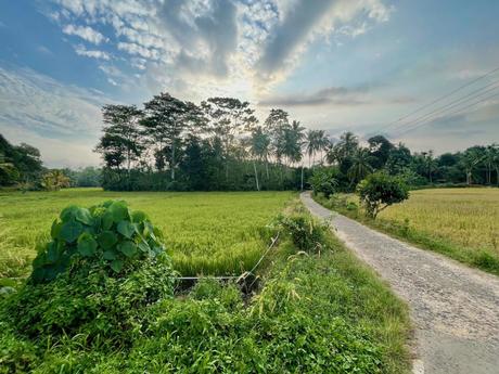 A narrow path between rice fields at sunset, with the sky painted in soft colors and distant trees casting long shadows.