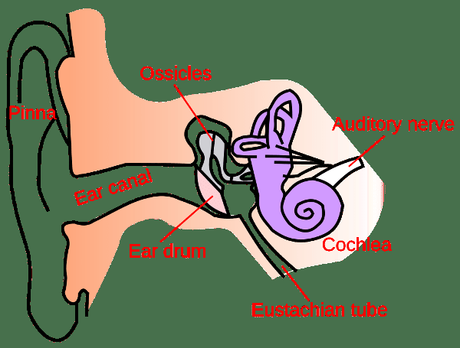 Ear pain in children is a common problem, especially in the early years. Here is everything you need to know about the causes, signs & remedies.