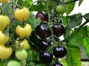 Tomoato ..... Fruit Black White Vegetable