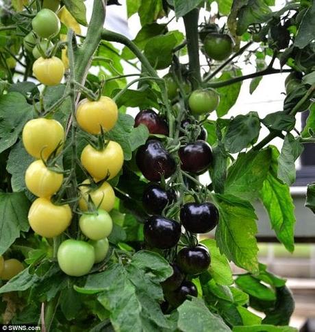 Tomoato ..... the red Fruit - no it can be Black & White and Vegetable too !!!