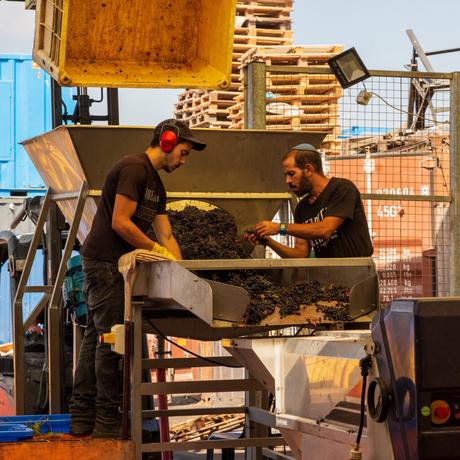 Two men working at a winery, sorting through grapes at an industrial machine, one wearing earmuffs, in an outdoor setting with crates and equipment in the background.