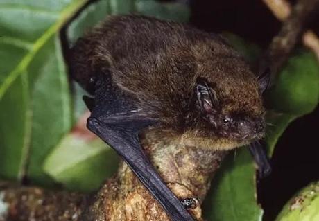 Christmas Island Pipistrelle (Pipistrellus murrayi)