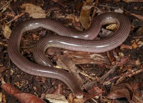 The Christmas Island Blind Snake (Ramphotyphlops exocoeti)