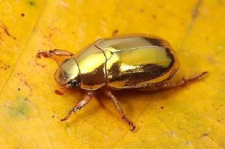 The Golden Christmas Beetle (Anoplognathus pallidicollis)