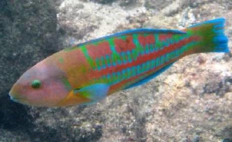 The Christmas Wrasse (Thalassoma trilobatum)