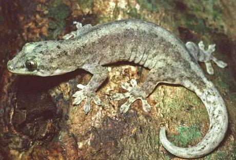 The Christmas Island Chained Gecko (Lepidodactylus listeri)