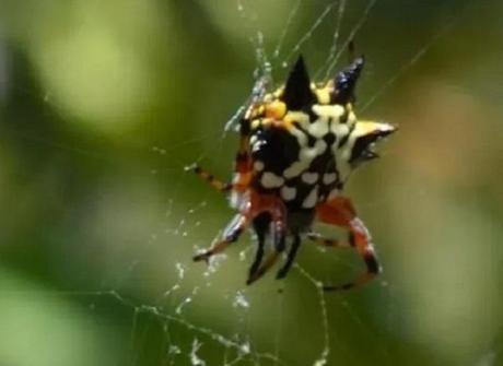 Christmas Spider (Austracantha minax)