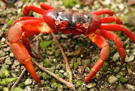 Christmas Island Red Crab (Gecarcoidea natalis)