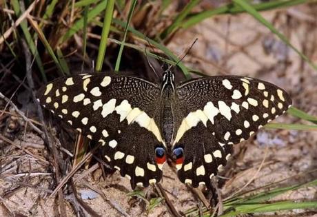 Christmas Butterfly (Papilio demodocus)