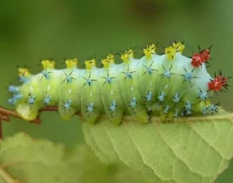 Christmas Lights Caterpillar (Hyalophora cecropia)