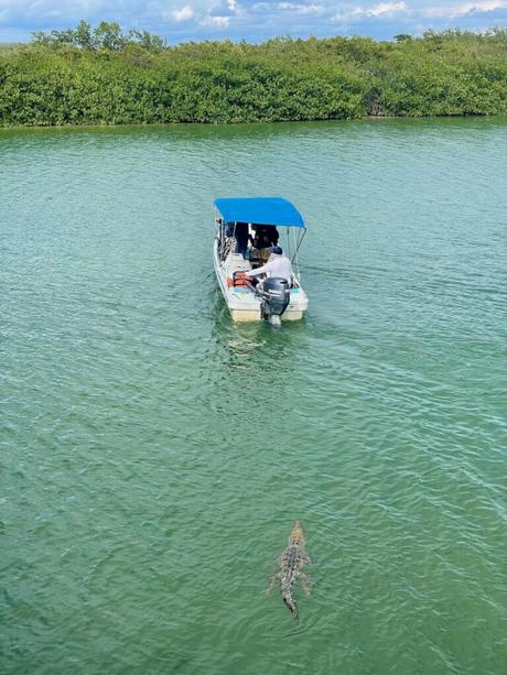 A motorboat with a blue canopy gliding through calm waters near a mangrove-lined shore just south of Tulum. A large crocodile swims in the water, trailing behind the boat. The sky is partly cloudy with patches of blue.