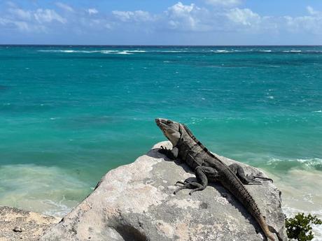 A large iguana perched on a rocky ledge, basking in the sun with the vibrant turquoise ocean and blue sky stretching out behind it. The waves can be seen breaking in the distance, adding to the coastal vibe.