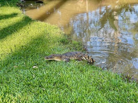 A baby crocodile rests on the grassy bank of a murky pond, partially submerged in water.