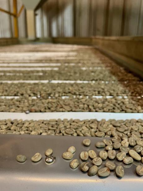 A conveyor belt filled with unroasted coffee beans being processed, with a few beans in the foreground and a large batch extending into the distance.