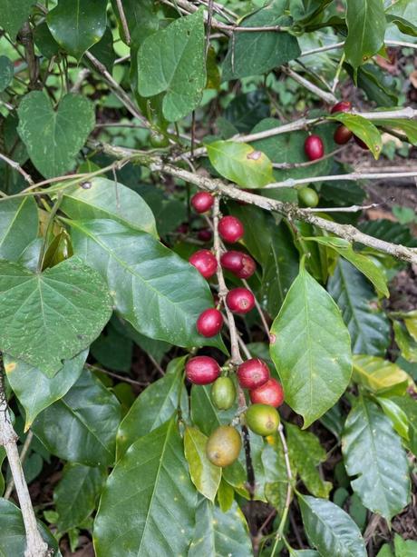 Close up of a coffee bush with ripe red coffee cherries and green leaves.