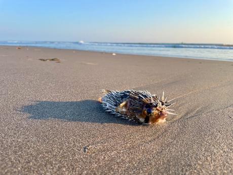 A close-up of a small pufferfish lying on a sandy beach, with the ocean and horizon in the distance.