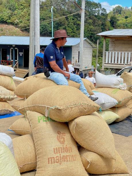 A man wearing a brown hat and casual clothing sits atop a large pile of burlap coffee sacks, taking a break from the work. The background shows a rural community with simple buildings.