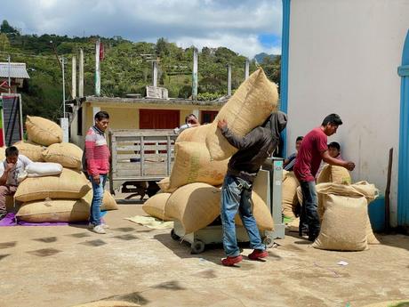 A group of workers handling large burlap sacks of coffee beans in an outdoor area. Some workers are lifting and moving the sacks, while others are resting in the background.