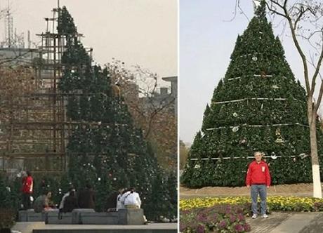 Lyle Wolf Christmas Tree Made From Plastic Christmas Trees