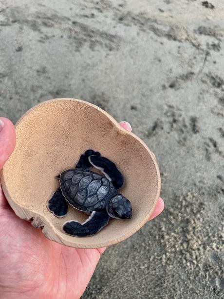 A hand carefully holding a tiny black sea turtle in a coconut shell, with sandy ground visible in the background.