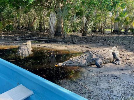 A large crocodile sunbathing near a small pool of water, with a blue boat in the foreground.