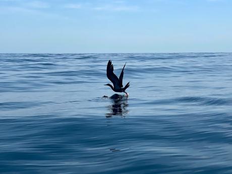 A dark seabird with its wings outstretched, preparing to land on top of a turtle swimming on the calm surface of the ocean.