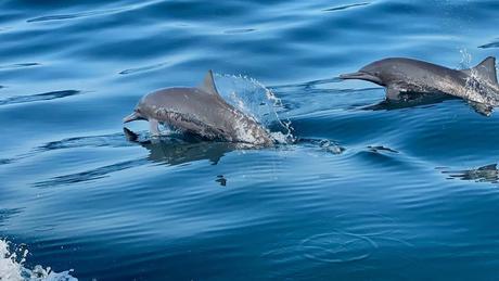 Two dolphins swimming and jumping out of the ocean, their bodies half out of the water, creating splashes as they move.