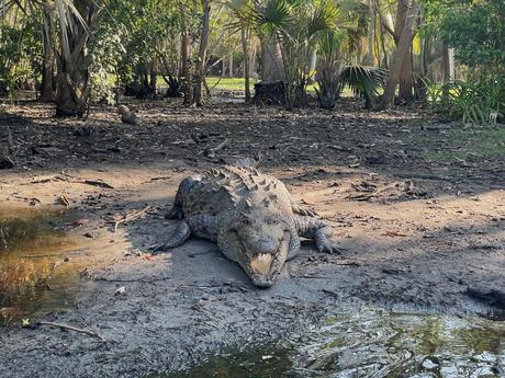 A crocodile resting in the dirt and shade, mouth slightly open, surrounded by trees and plants.