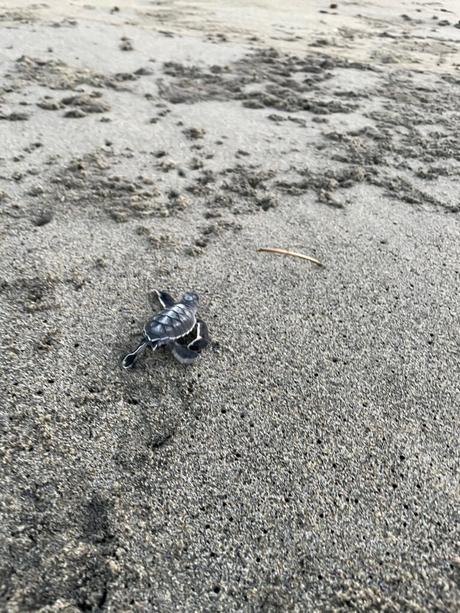 A small baby sea turtle crawling across the sandy beach, leaving small tracks behind it.