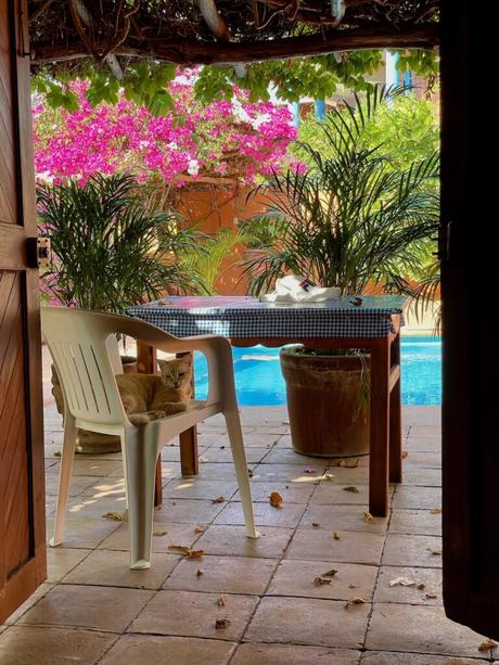 A relaxed orange cat sitting on a white chair at a table by the pool, with pink flowers and potted plants nearby.