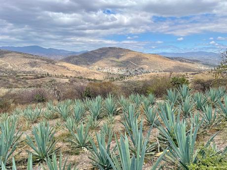 A field of agave plants stretching across a hillside, with rolling hills and mountains in the distance under a cloudy sky.