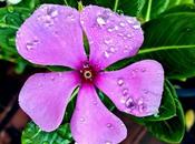 Rain Drops Flower மழைத்துளி