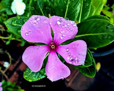 rain drops on flower !  மழைத்துளி மழைத்துளி