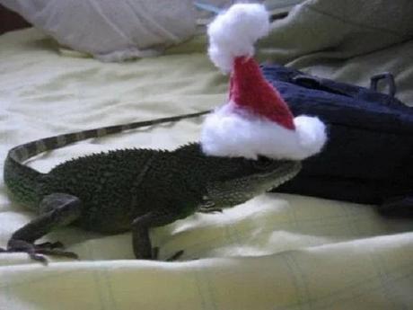 Lizard Wearing a Santa Hat