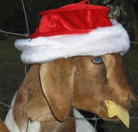 Goat Wearing a Santa Hat