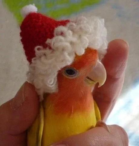 Parakeet Wearing a Santa Hat