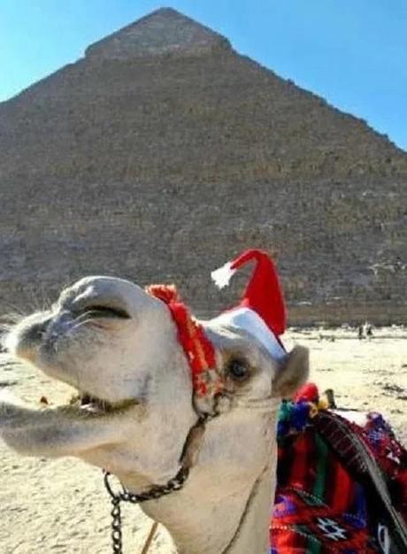 Camel Wearing a Santa Hat